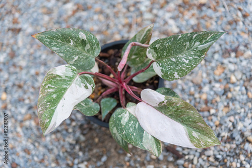 philodendron pink princess pink galaxy in the pot   