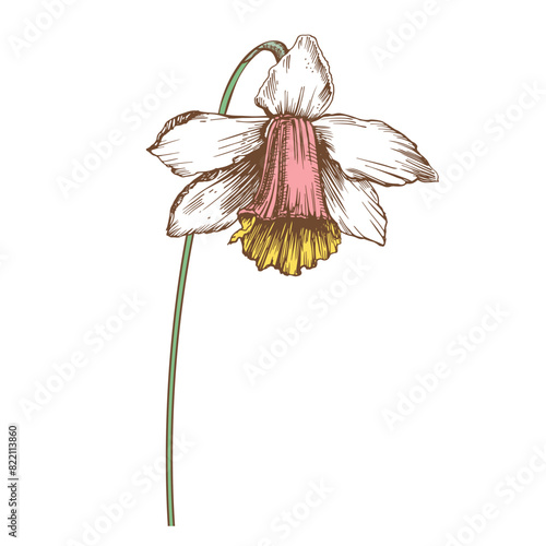 Narcissus flower. Opened flower. Vector illustration.