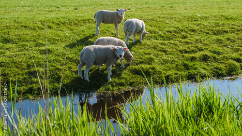 Three fluffy white Texel sheep peacefully graze in a vibrant green field next to a tranquil pond, under the soft light of the sun.