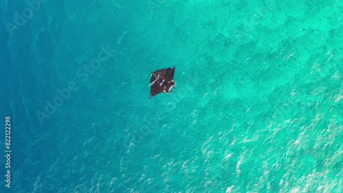 Aerial view of transparent Indian Ocean with manta rays and corals, Thoddoo, Maldives. photo