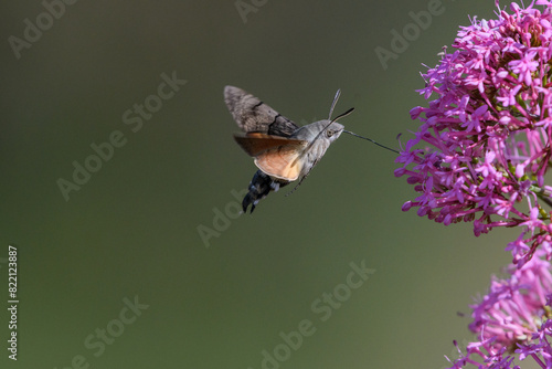 Hummingbird hawk-moth flying over flowers