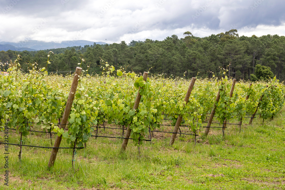 A scenic view of vineyard rows with vibrant green grapevines, set in a rural landscape in Portugal with trees and hills in the background