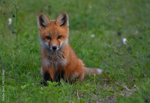 A young fox in spring, Sainte-Apolline, Québec, Canada © Claude Laprise