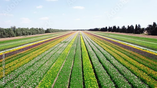 Field aerial video of Ranunculus in Kibbutz Nir Yitzhak photo