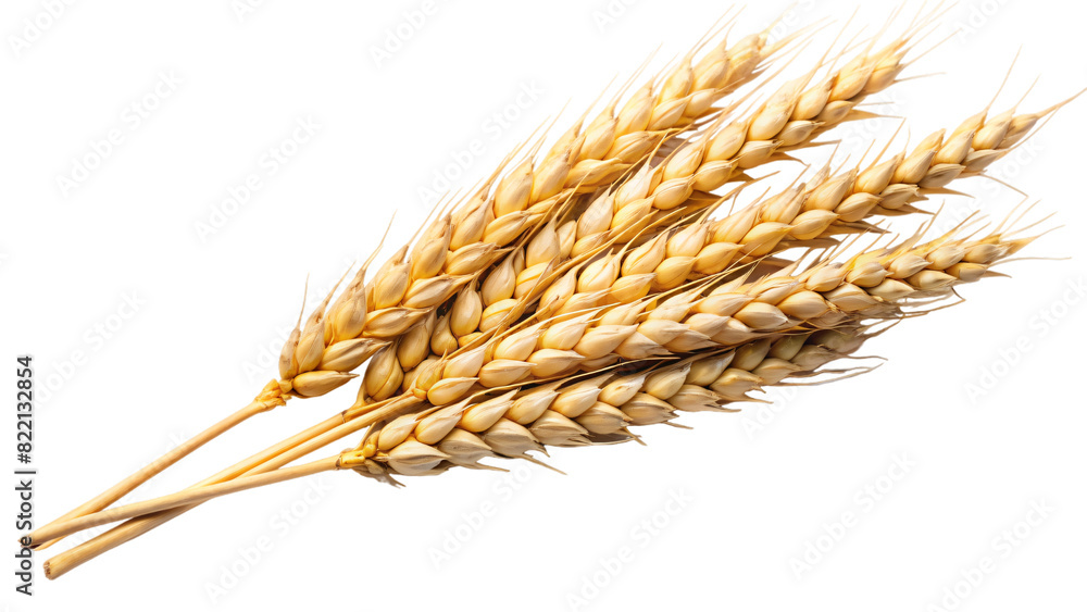Close-up of wheat stalks on a white background Close-up of wheat stalks on a white background