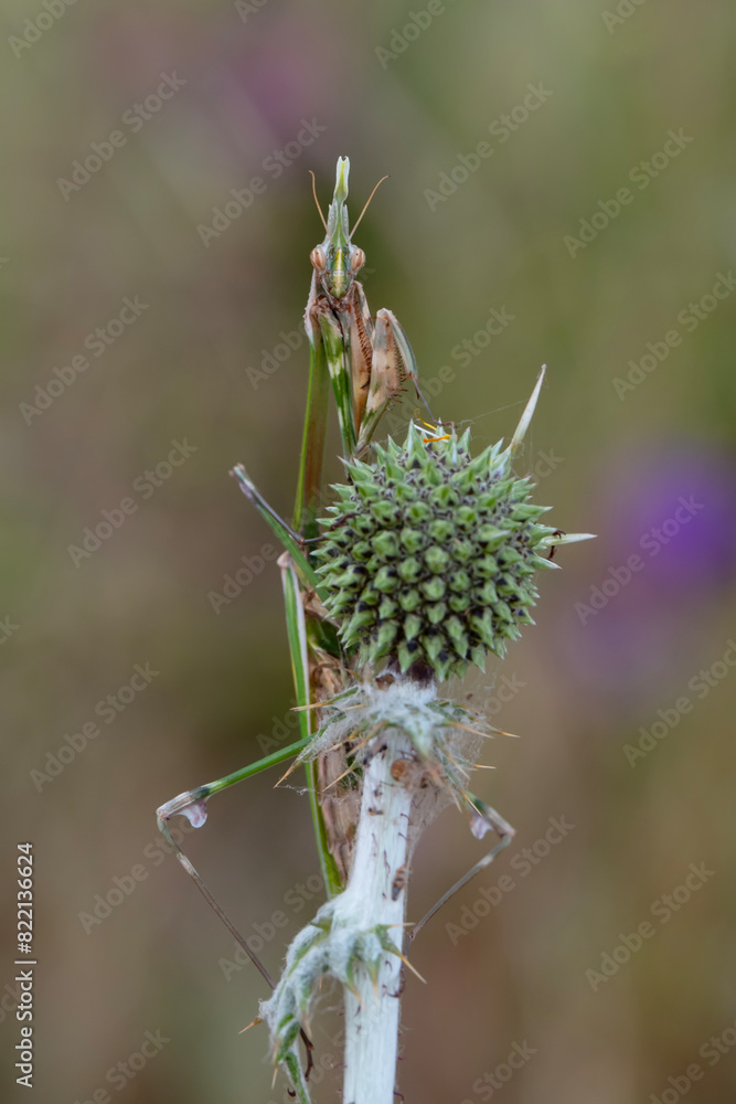 Close up of pair of Beautiful European mantis ( Mantis religiosa ) Close up of pair of Beautiful European mantis ( Mantis religiosa )