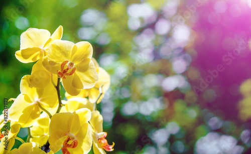 yellow Orchid branch on green natural background
 photo