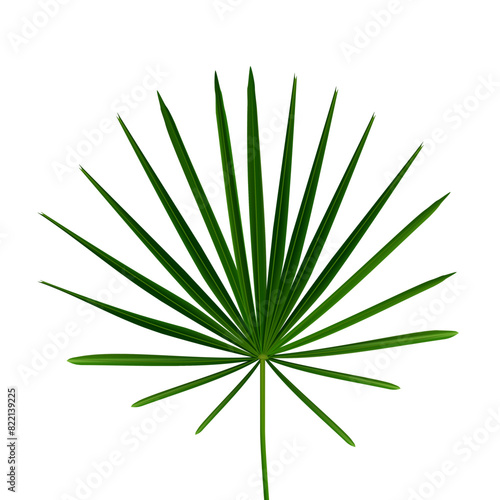 Realistic leaf of fan palm or dwarf palm. Exotic plant of palmetto flower, isolated tropical flora and vegetation, botany details of organic flowers.