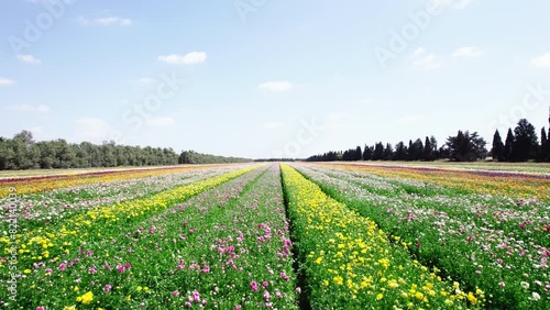 Field aerial video of Ranunculus in Kibbutz Nir Yitzhak photo