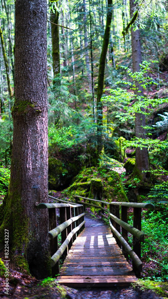 Obraz premium a wooden bridge in a big green pine forest in rainy weather