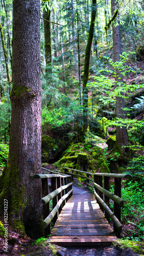 a wooden bridge in a big green pine forest in rainy weather photo