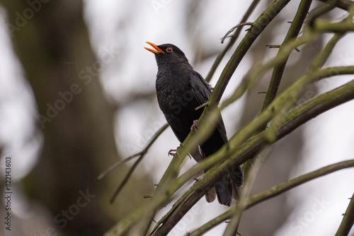 blackbird on a branch
