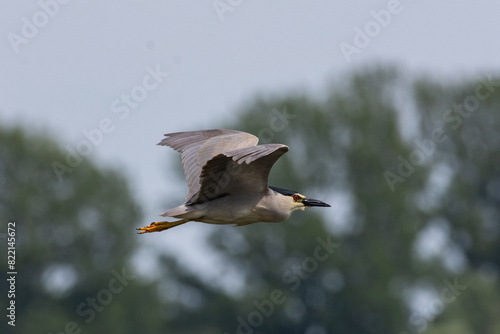 heron