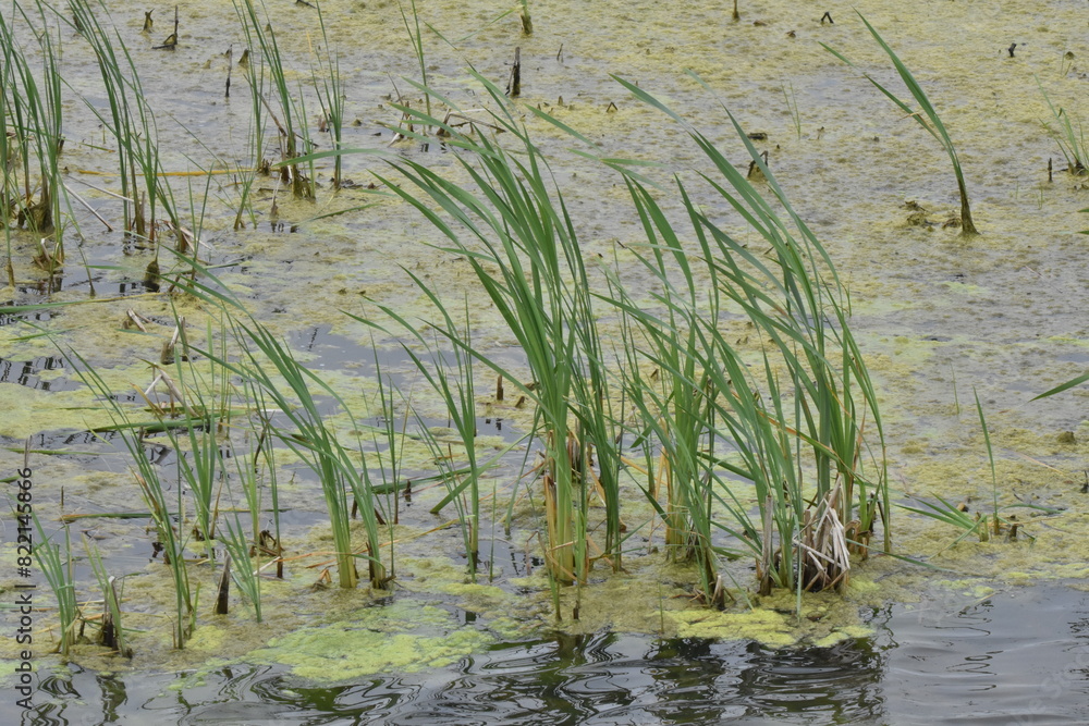 reeds in water at marsh landscape reeds in water at marsh landscape
