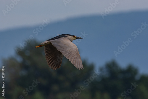 seagull in flight