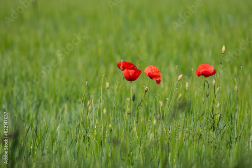 red flowers in field