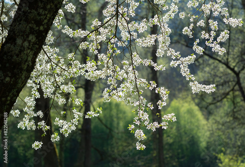 Branches of cherry with white blossom in evening spring sun .