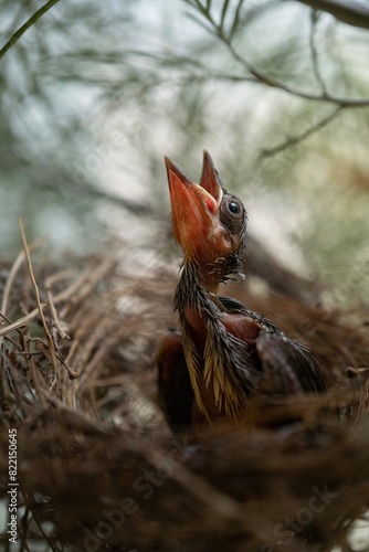 Hungry Baby Bird Waiting For Feeding A Food.