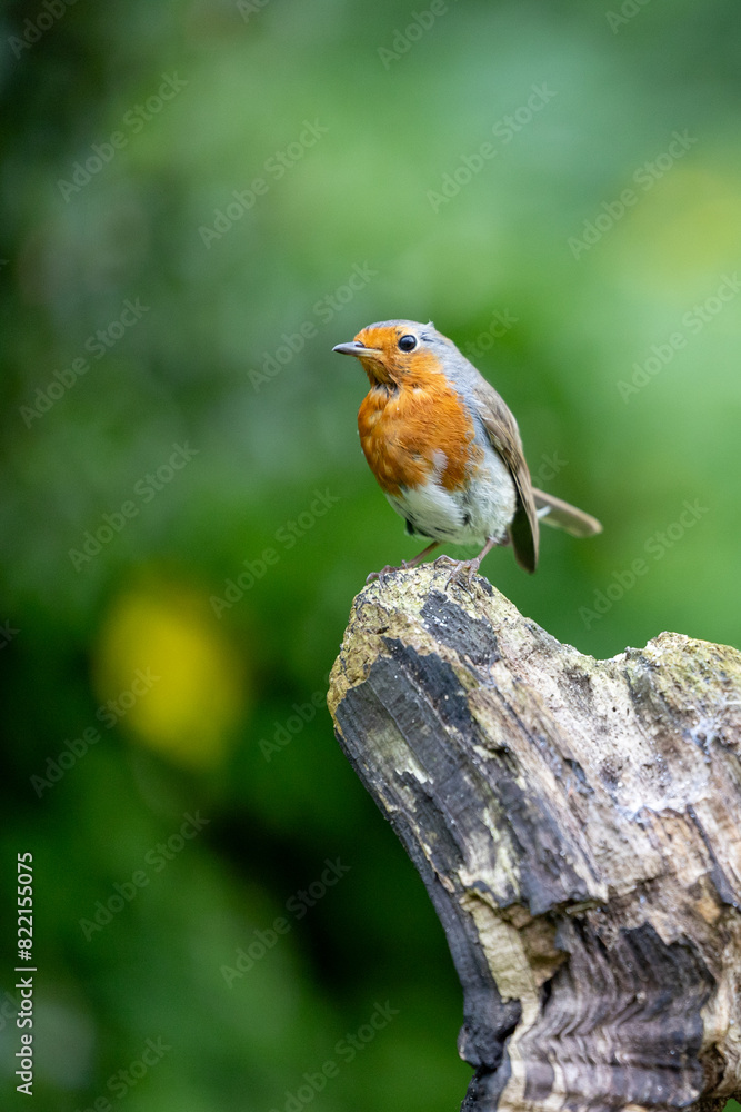 Robin (erithacus rubecula) standing on a old wood in a British back garden in Spring. With a vibrant green and yellow background. UK Robin (erithacus rubecula) standing on a old wood in a British back garden in Spring. With a vibrant green and yellow background. UK