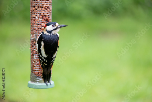 Male Great Spotted Woodpecker (Dendrocopos major) feeding on peanuts from a garden bird feeder in May. Yorkshire, UK in Spring photo