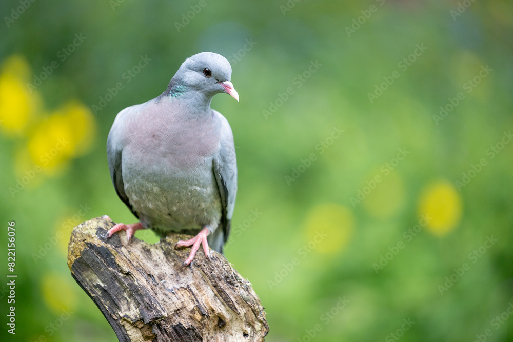 Stock dove (Columbas oenas) posed on a wooden log with a dappled green and yellow background. With copy space. UK Stock dove (Columbas oenas) posed on a wooden log with a dappled green and yellow background. With copy space. UK
