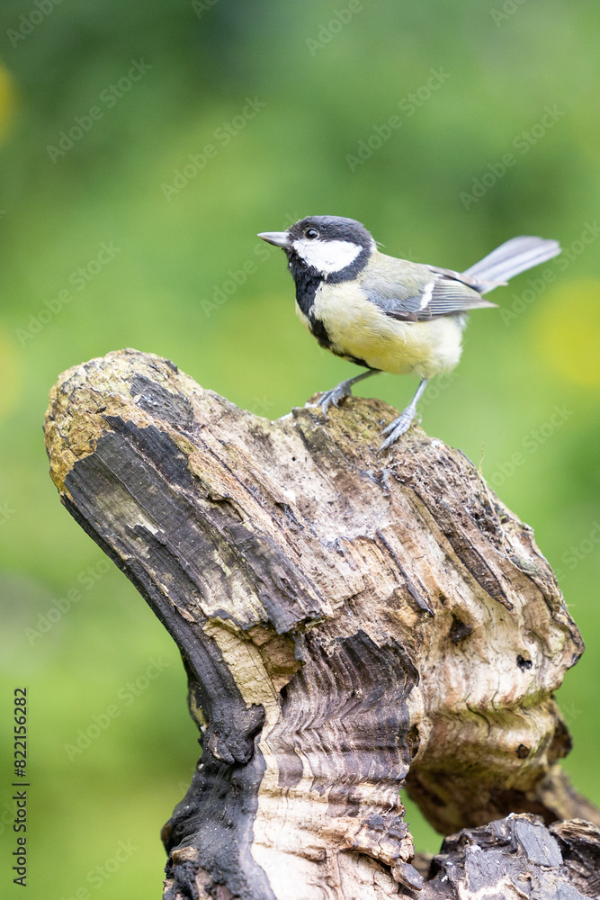 Adult Great Tit (Parus Major) posed on some wood in a British back garden in late spring. Yorkshire, UK Adult Great Tit (Parus Major) posed on some wood in a British back garden in late spring. Yorkshire, UK