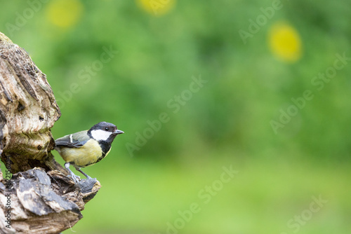 Beautiful Great Tit (Parus Major) with copy space. Posing on old wood in a British back garden in late Spring. UK