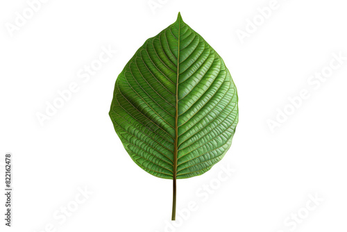 Kratom leaf isolated on transparent background