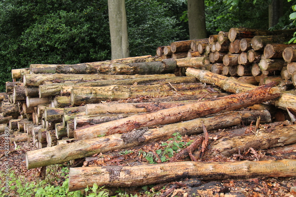 A Stack of Cut Down Tree Logs in a Woodland Setting. A Stack of Cut Down Tree Logs in a Woodland Setting.