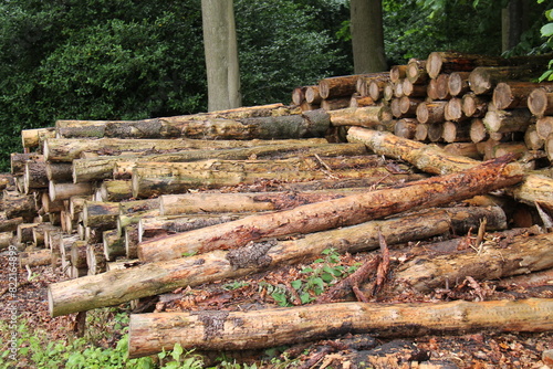 A Stack of Cut Down Tree Logs in a Woodland Setting.