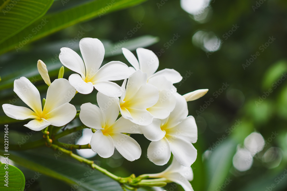 Frangipani flowers blooming in the garden Frangipani flowers blooming in the garden