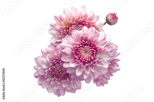 Pink chrysanthemum flower isolated on transparent background