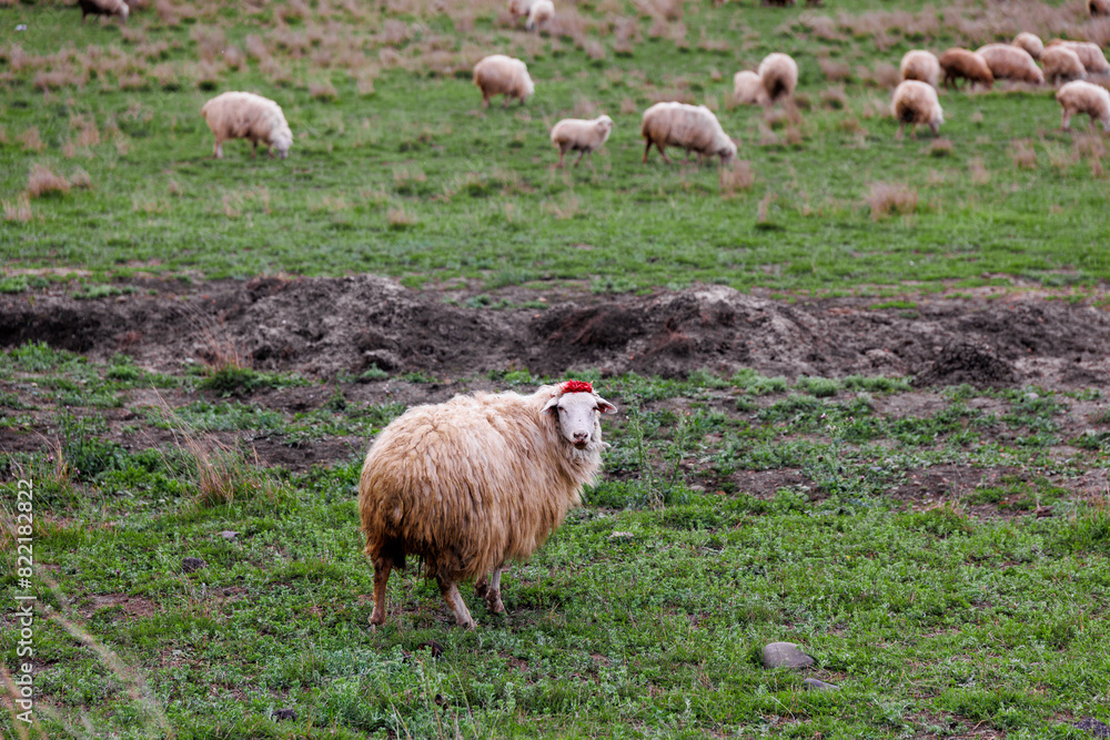 Obraz premium Sheeps in a meadow on green grass at mountains. Portrait of sheep. Flock of sheep grazing in a hill. Agriculture concept