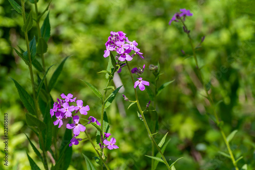 Dame's Rocket Flowers Growing Along The Fox River Trail Near De Pere, Wisconsin, In Spring