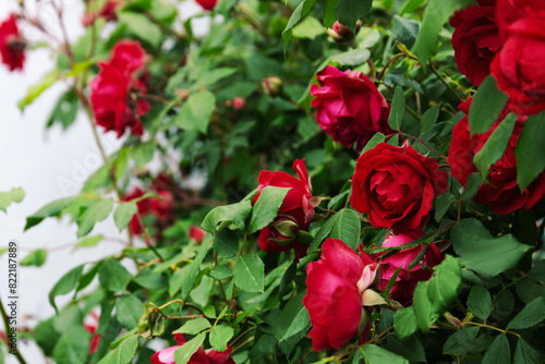 Lush blooming of red roses outside. Top view. Space for text.