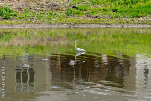 A Great White Egret Fishing On A Pond In Spring In Wisconsin