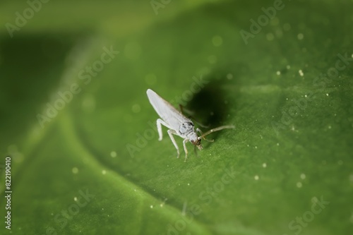 small white Coniopterygidae on a leaf