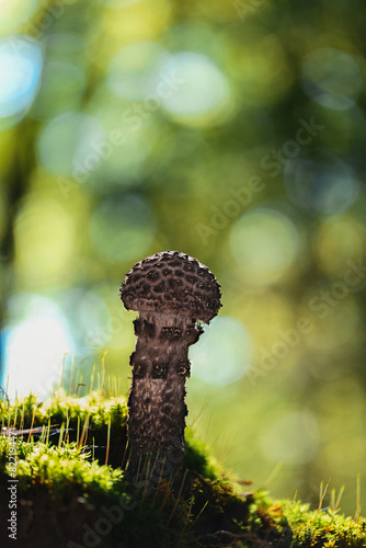 Close-up of a fresh old man of the woods mushroom (Strobilomyces strobilaceus) in a deciduous forest photo