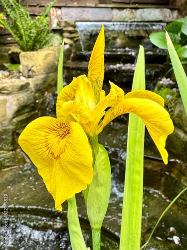 yellow flag flower in the garden