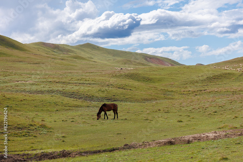 Foal eating grass in the mountains meadow. Horse foal on pasture. Beautiful green landscape with horse, travel concept © Tonya