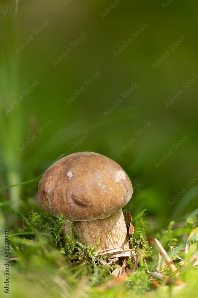 Macro shot of a young summer cep (Boletus reticulatus) in the city park Macro shot of a young summer cep (Boletus reticulatus) in the city park