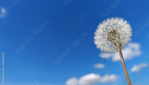 White fluffy dandelion over blue spring sky.