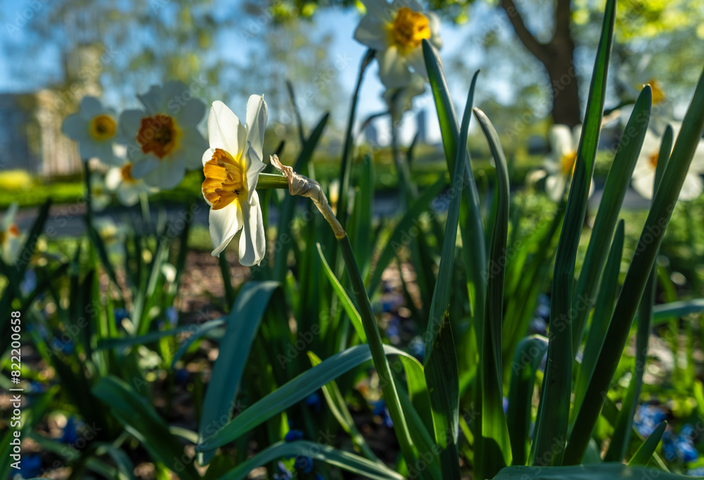Blooming daffodil flowers on the lawn in close-up. Blooming daffodil flowers on the lawn in close-up.