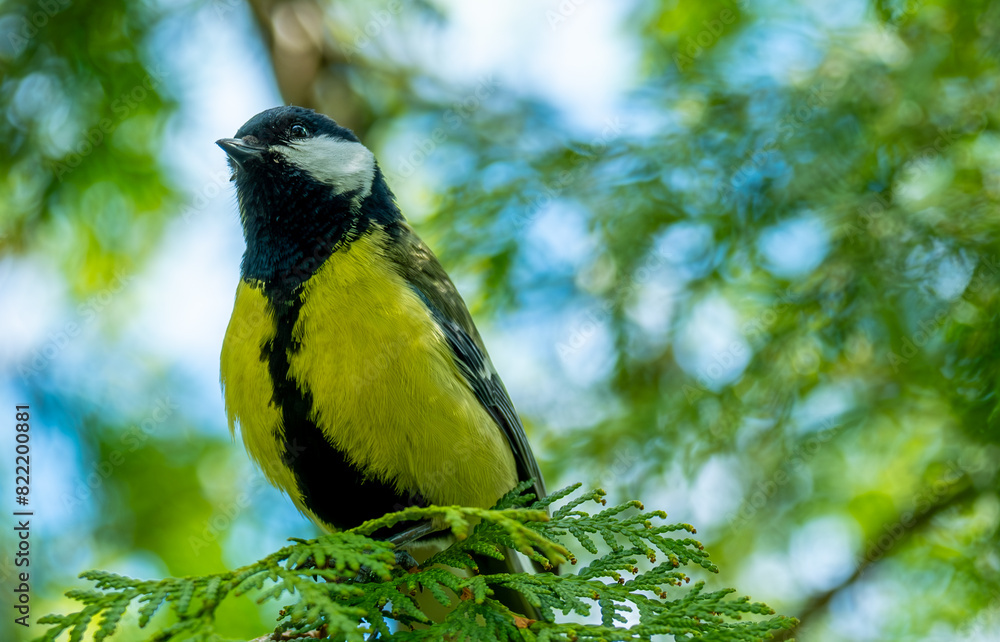 Fototapeta premium Bird tit on a tree in the forest close-up.