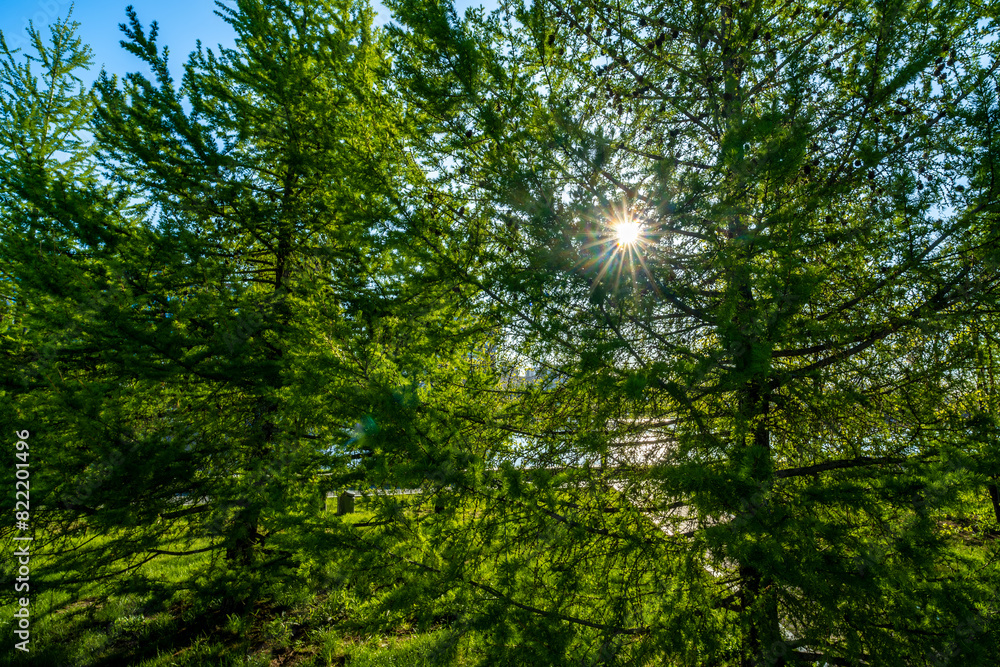 The sun shines through the branches of trees with green leaves on a spring day. The sun shines through the branches of trees with green leaves on a spring day.