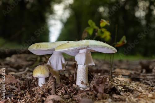 Group of deadly poisonous death cap mushrooms (amanita phalloides) at different stages of growth in their natural environment.