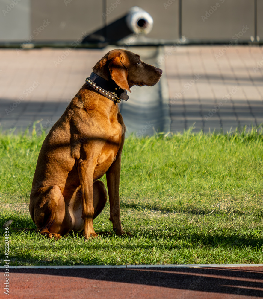 A Rhodesian ridgeback dog is sitting on the grass outside. A Rhodesian ridgeback dog is sitting on the grass outside.