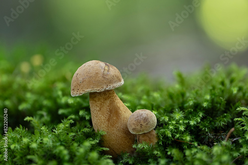 Close-up of two young bitter bolete mushrooms (Tylopilus felleus) in a spruce forest