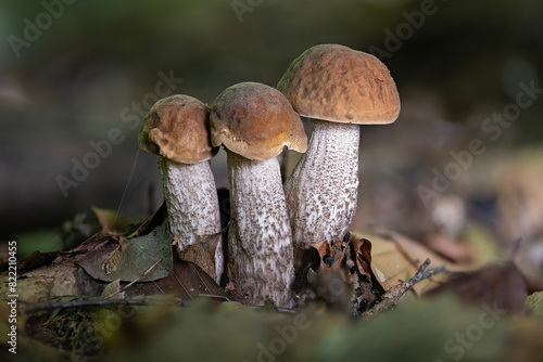 Close-up shot of a group of hazel bolete mushrooms (Leccinellum pseudoscabrum) in late summer