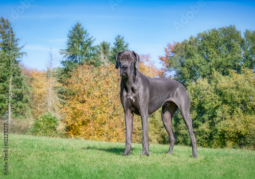 Blue Great Dane, one of the largest dog breeds, male, standing in a green gras meadow with colourful background in autumn, Germany